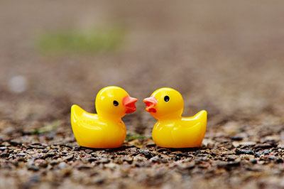 Pair Testing Ducks